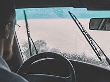 В Кемерове ищут автомобилиста, выкинувшего в лес сбитую собаку