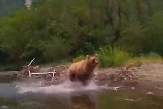На Камчатке медведица напала на туристов во время спуска по реке