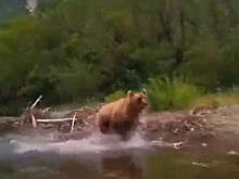На Камчатке медведица напала на туристов во время спуска по реке