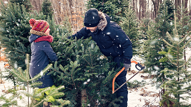 Россиянам рассказали, как не нарваться на штраф за сруб ёлки на Новый год