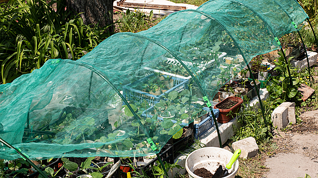 Дешево и быстро: как смастерить переносную тень для грядки