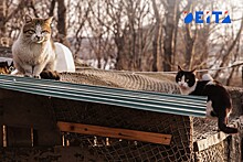 С нелегальным приютом для животных борются жители во Владивостоке