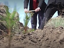 В Алтайском крае высадили геоглиф «80 лет Победы»