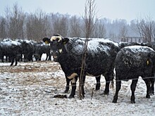 Открытие нового мясного комплекса позволит холдингу «АгриВолга» увеличить производство органической продукции на 550 тонн