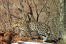 Спасённые в Приморье котята леопарда прошли первый ветеринарный осмотр