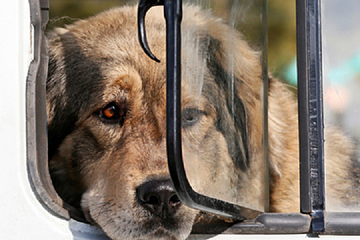 Список опасных пород собак обновили