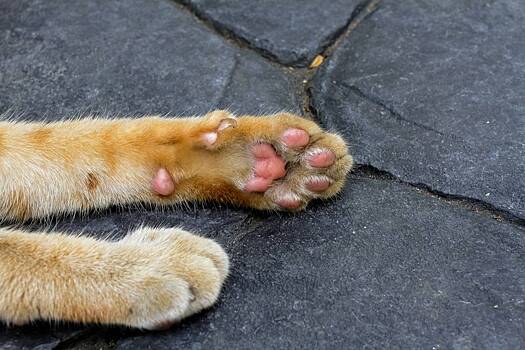 Располневший на «Вискасе» 17-килограммовый кот Крошик пройдет лечение и научится ходить