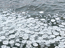 Сибирские ледяные «медузы»: необычное явление замечено на Оби в Новосибирске