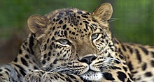 В Приморье составили родословные для сотни леопардов