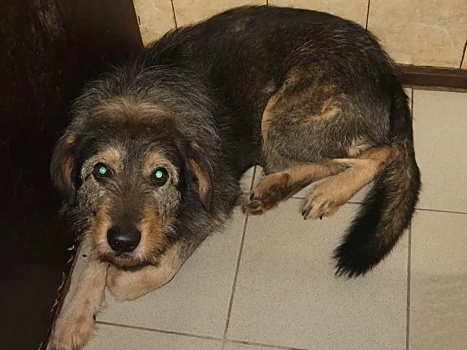 Нижегородцев накажут за самовыгул крупных собак