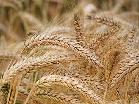 «Засуха без хлеба не оставит»: Радий Хабиров сообщил о планах собрать 2 млн тонн зерна