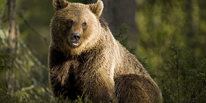 Медведь загрыз рыбака в Приморье