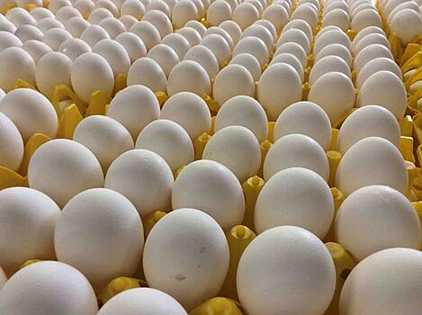 Яичную продукцию Синявинской птицефабрики ждут в Гане и Саудовской Аравии