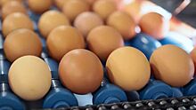В правительстве призвали повысить цены на яйца