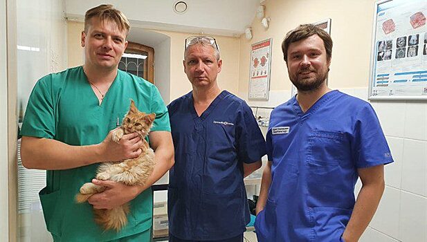 В Томске челюстно-лицевой хирург прооперировал кота