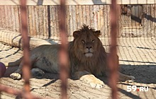 Лев Леро теперь здоров. Ветеринары сделали уникальную операцию молодому льву из пермского зоопарка