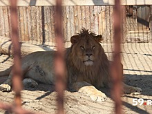 Лев Леро теперь здоров. Ветеринары сделали уникальную операцию молодому льву из пермского зоопарка