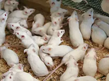 В Турции мужчина выпустил мышей в ресторане McDonald's