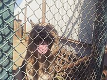 В Костроме обнаружили сотни бездомных собак