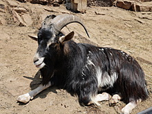 Более 200 посетителей фермы заразились паразитами от животных