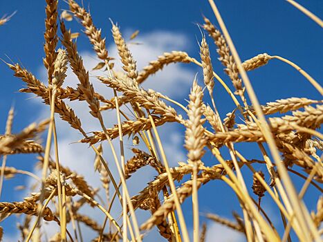 Россия с начала сельхозгода снизила экспорт пшеницы на 11%