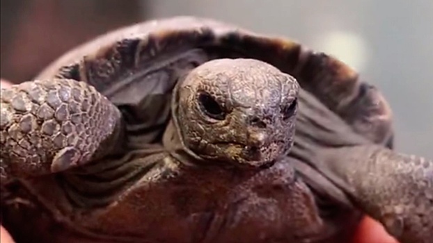 У вымирающих столетних галапагосских черепах впервые родились детеныши