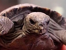 У вымирающих столетних галапагосских черепах впервые родились детеныши