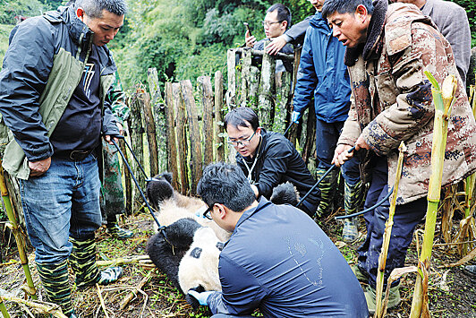 В провинции Сычуань панда вышла к людям, чтобы подлечиться