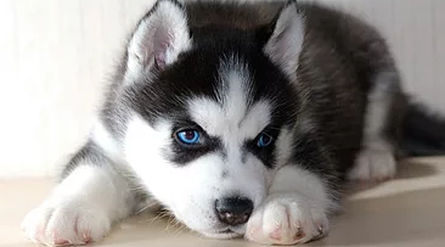 Женщина купила щенка хаски за 40 тысяч рублей, но через месяц он изменился до неузнаваемости