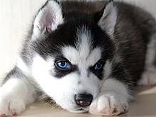 Женщина купила щенка хаски за 40 тысяч рублей, но через месяц он изменился до неузнаваемости