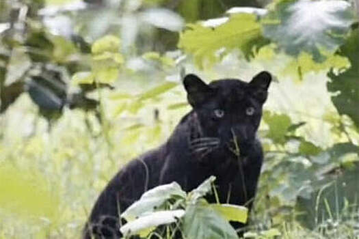 В Индии на камеру попал чрезвычайно редкий черный леопард