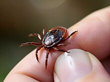 В этом году в Казани выявили 476 случаев укусов клещей