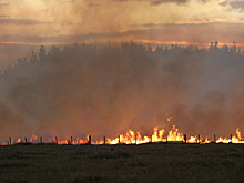 Куренков: Природных пожаров в России стало меньше на треть