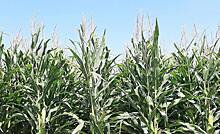 Микробные органические удобрения увеличили урожайность кукурузы на 21,5 процентов