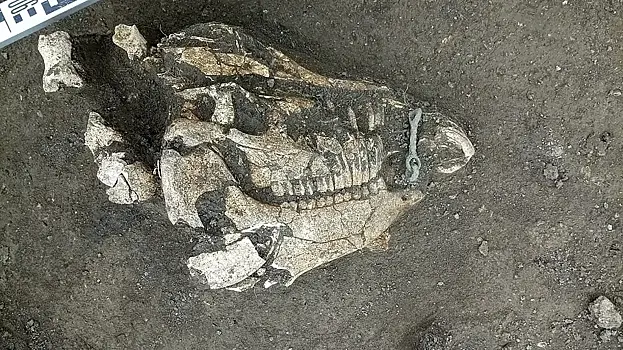 В Анапе нашли погребения древних синдов