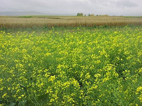 9 млн рублей на производство масличных культур получат аграрии Красноярского края