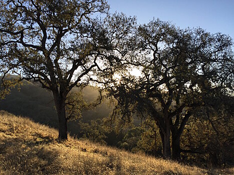 Учёные исследуют, какие изменения происходят в лесу в период глобального потепления