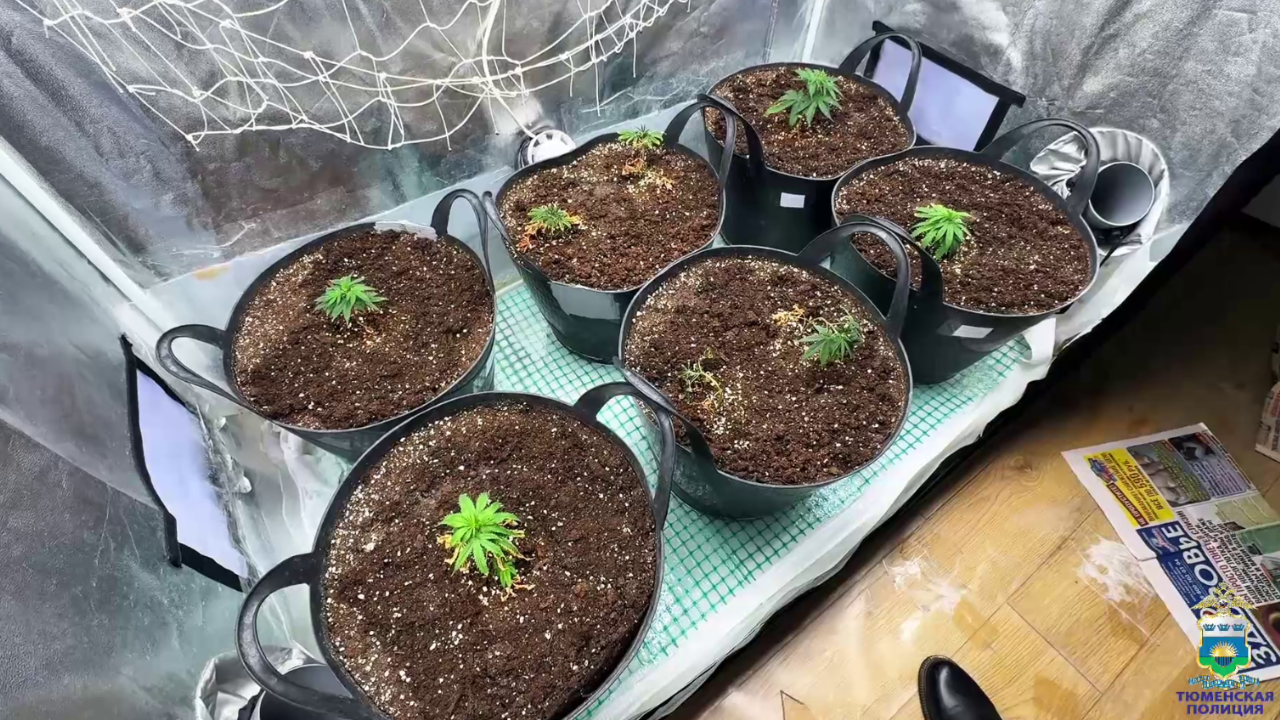 В Тюменской области сотрудники полиции ликвидировали подпольную нарколабораторию