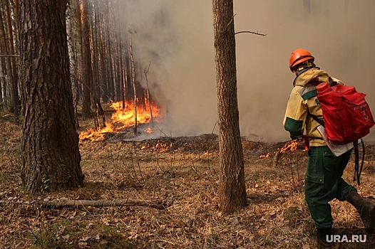 Психиатр Читлова: излишняя паника при лесных пожарах мешает принимать верные решения
