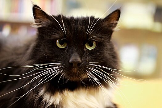 Ветуслуги по записи на регпортале в Подмосковье теперь можно получить со скидкой