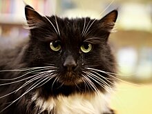 Ветуслуги по записи на регпортале в Подмосковье теперь можно получить со скидкой