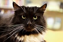Ветеринар назвала симптомы чумки у кошек