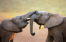 Слоны обрадовались ливню в зоопарке и попали на видео