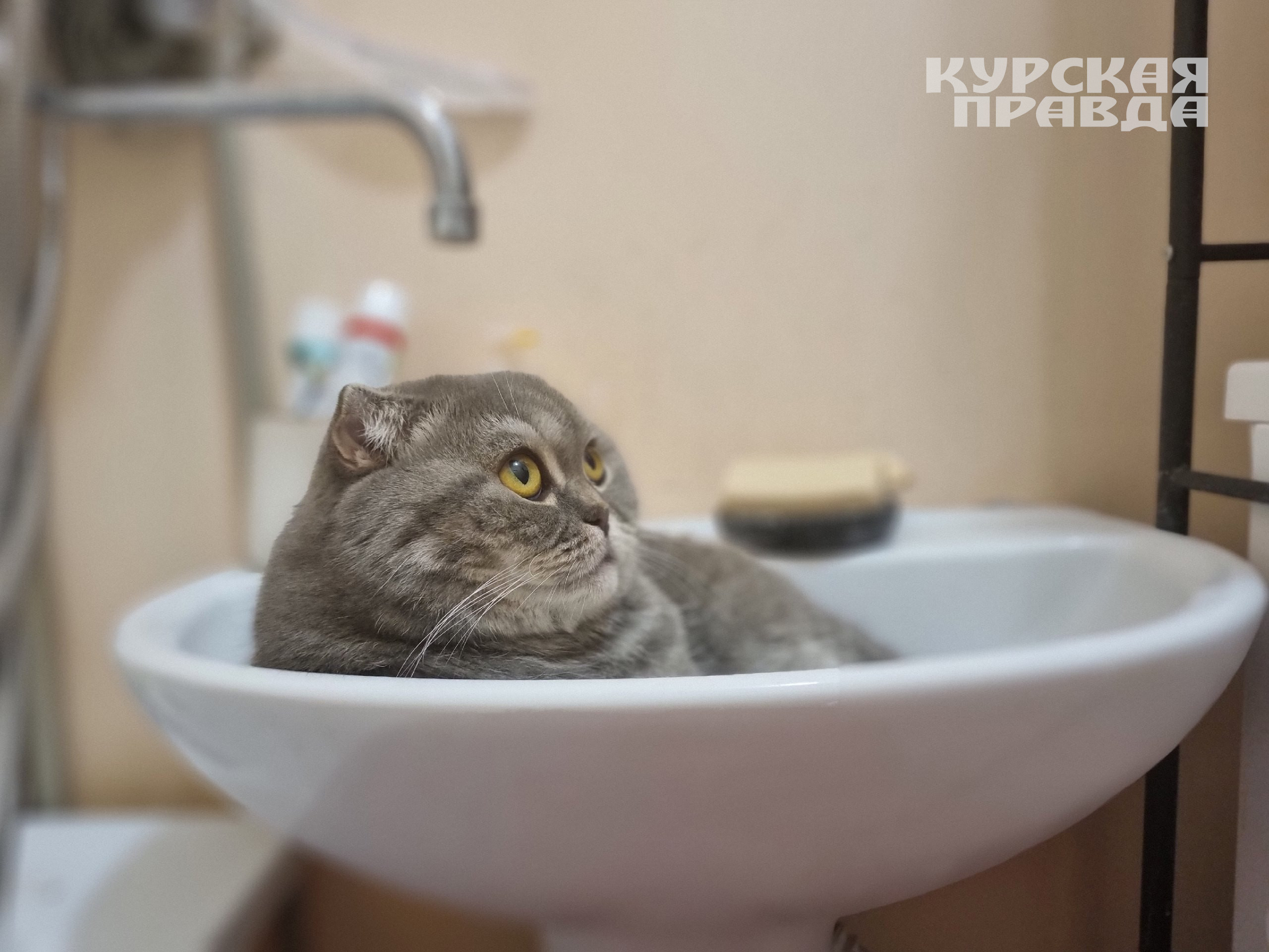 В четверг, 26 июня, Курск останется без холодной воды