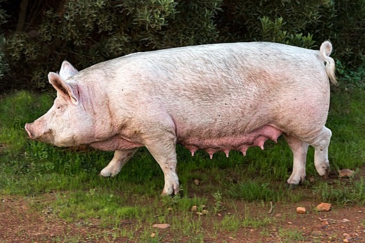В Краснодарском крае обнаружили вирус африканской чумы свиней