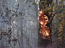 Формируя смыслы: проверки тюменского СК и лесные пожары на Среднем Урале