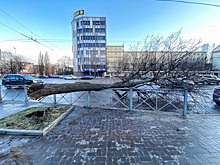 Упавшие деревья, повреждённые провода, рухнувшая стена: что натворил шторм в Калининграде