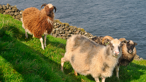 Мэр итальянского города предлагает бесплатных коз всем, кто сможет их поймать