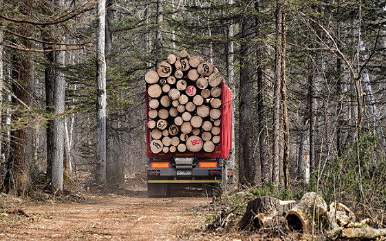 Россия планирует ограничить экспорт леса