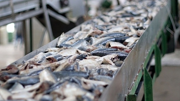 На Кубани в 2019 г. впервые субсидируют малый бизнес по переработке рыбы